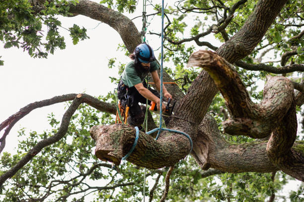 West Jordan, UT Tree Care Company